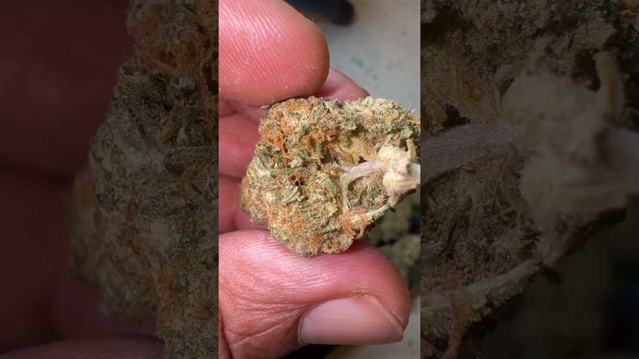 Singapore Sling 🌿 21+ only #ChillVibes #HerbalCommunity #StayLifted #DeepWoodsok #Relaxation #Vibes