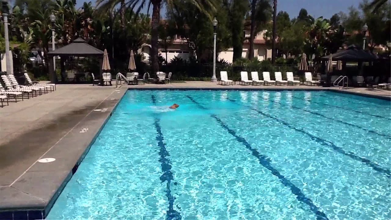 Lifeguard dog