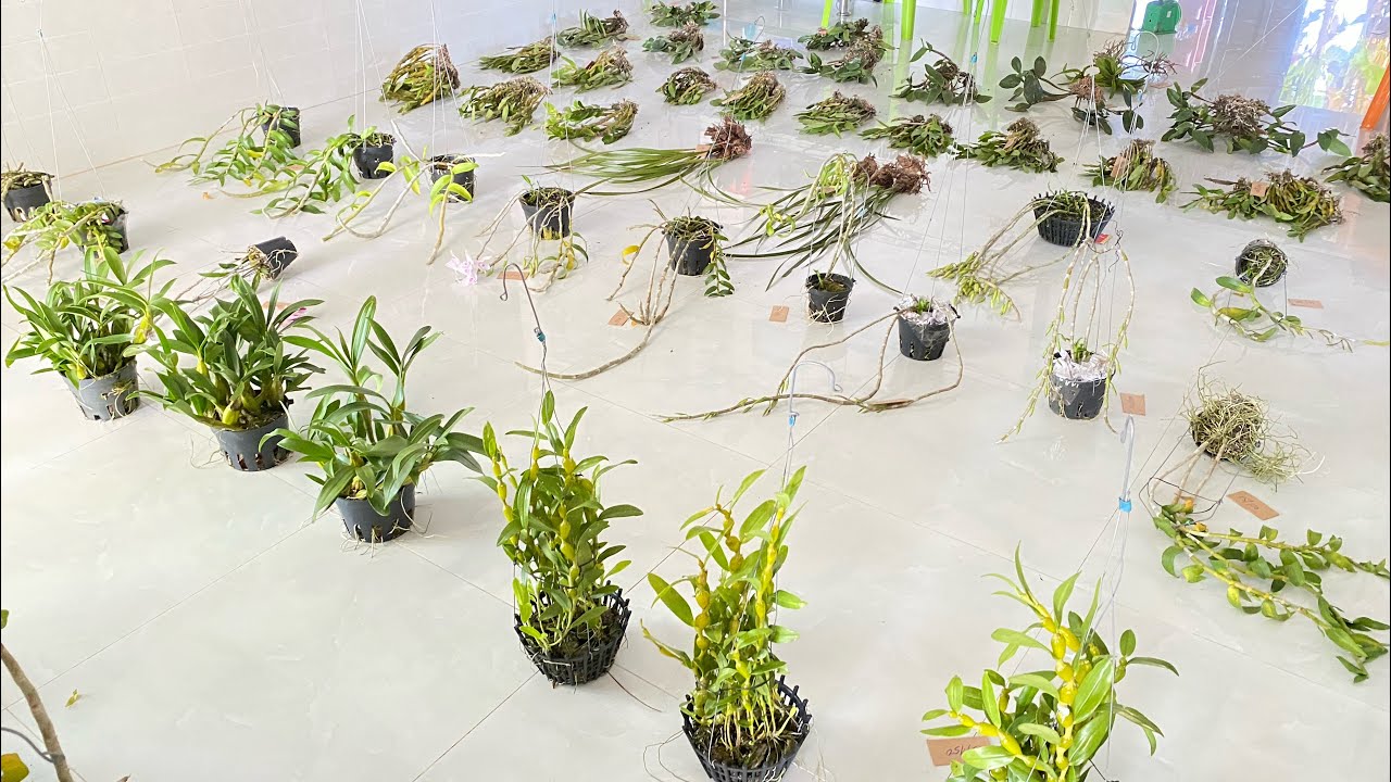 Lan rừng Phú Thái 27/1/24 lh 0373779176 xã hàng nghỉ Tết sớm