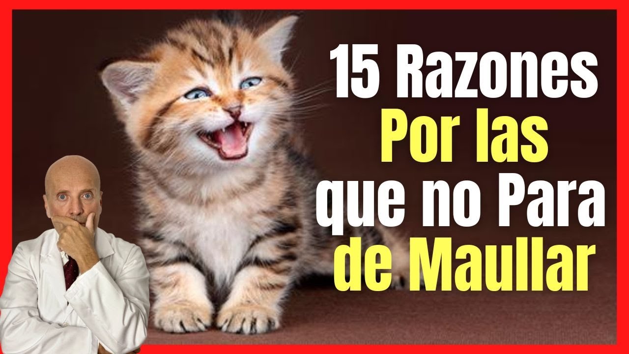 MI GATO NO PARA DE MAULLAR ⚠️ 15 RAZONES POR LAS QUE MAULLAN LOS GATOS  Y SU SOLUCIÓN