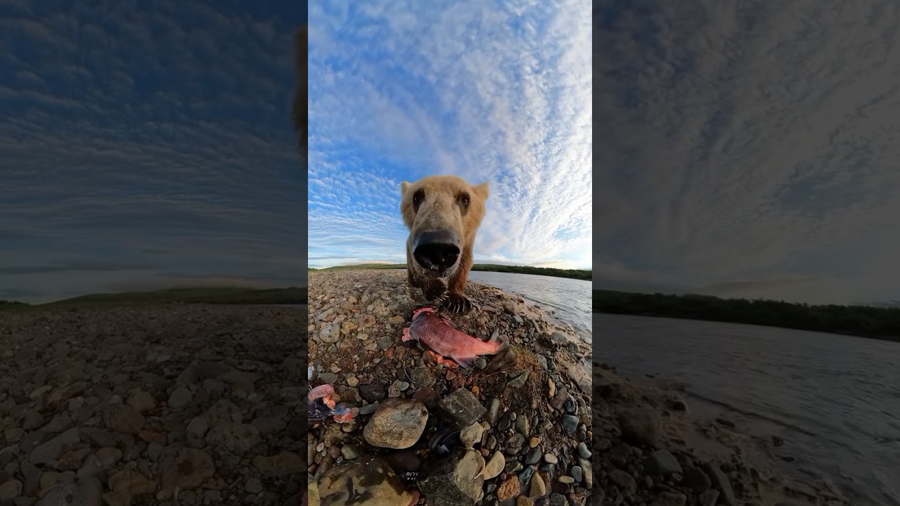 Knappe Momente zwischen Tier und Mensch #wildnis #ozean #tiere #tier #natur