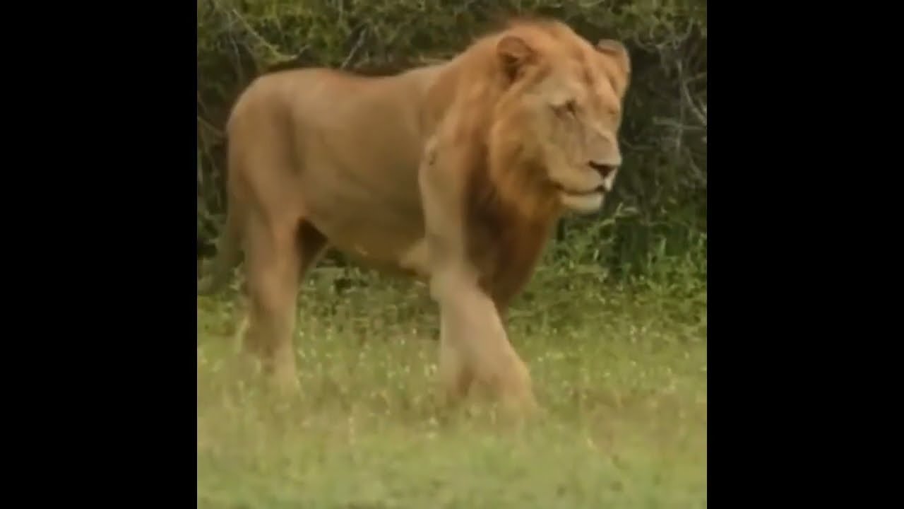 ⚡️Nkuhuma Male Lonely Brutal Attack For Third Partner