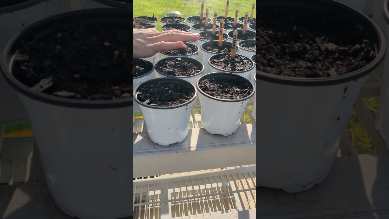 How to start seeds outdoors 🪴☺️