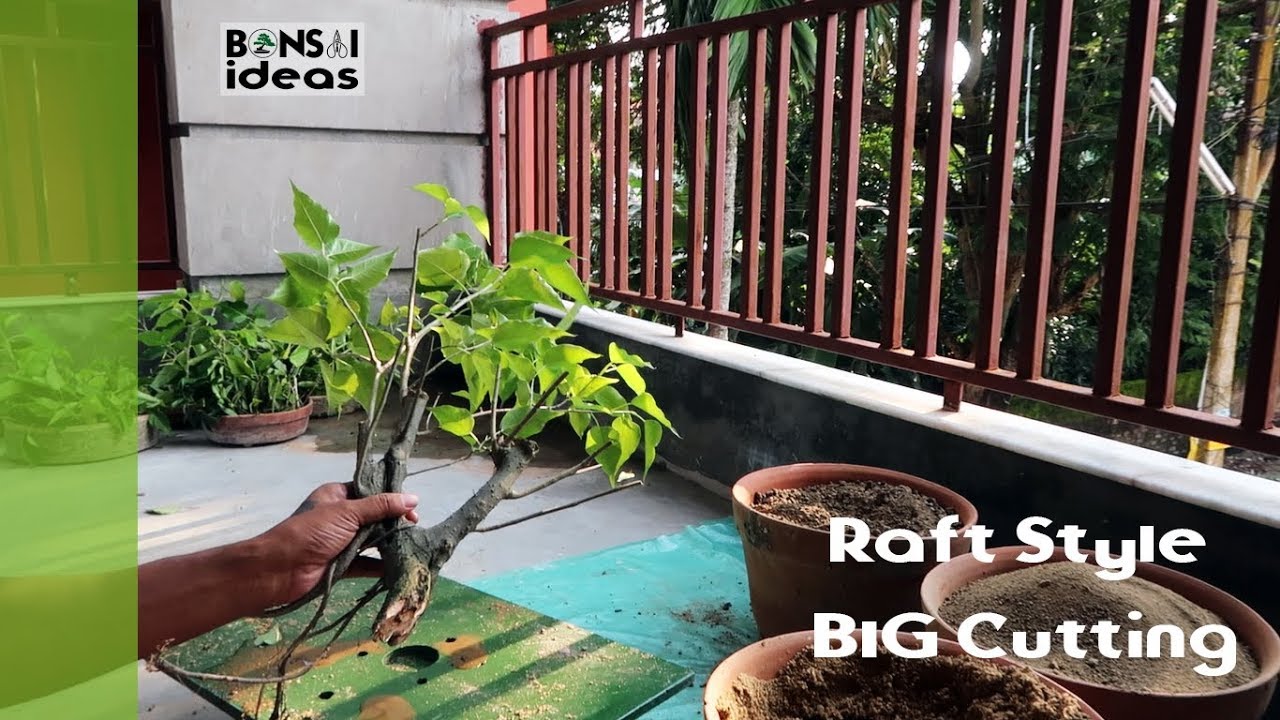 Raft Style From Big Cutting | Raft Bonsai Style | Bonsaiideas