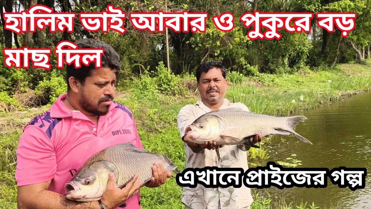 এখনো বড় বড় মাছ ছাড়া হচ্ছে পুকুরে সম্পূর্ণ কম্পিটিশনের জন্য