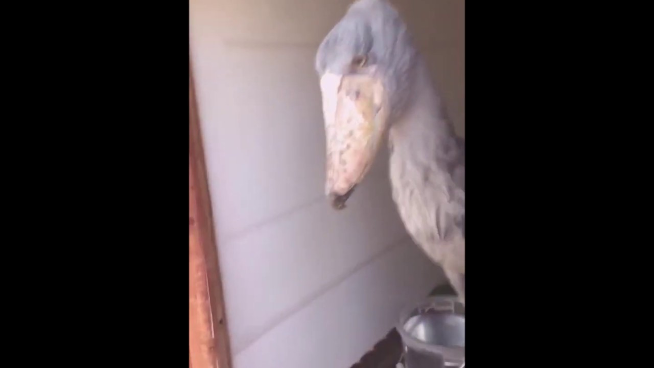 Китоглав (Shoebill).Tokyo&rsquo;s Ueno Zoo. Самая странная птица, живущая сегодня на Земле.