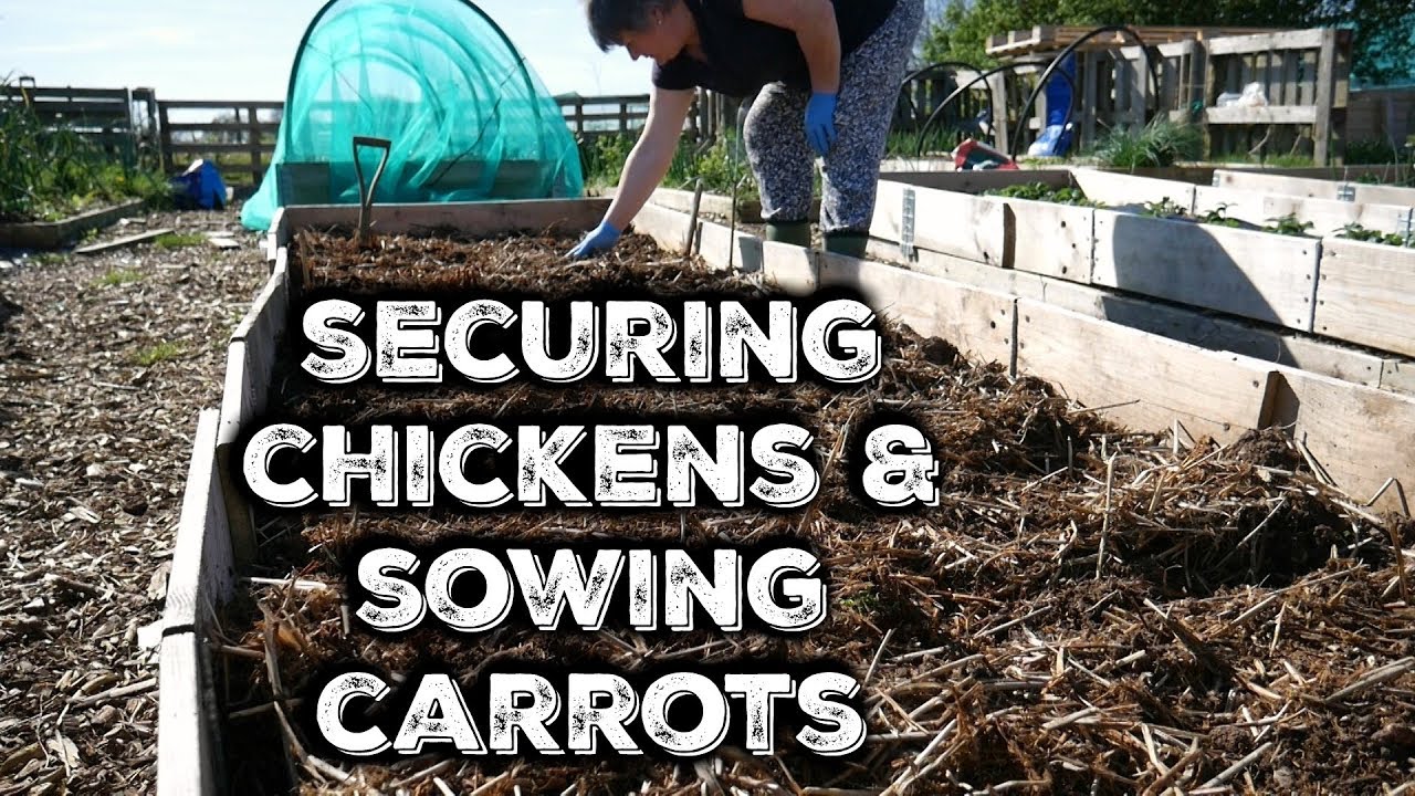 Securing Chickens and Sowing Carrots