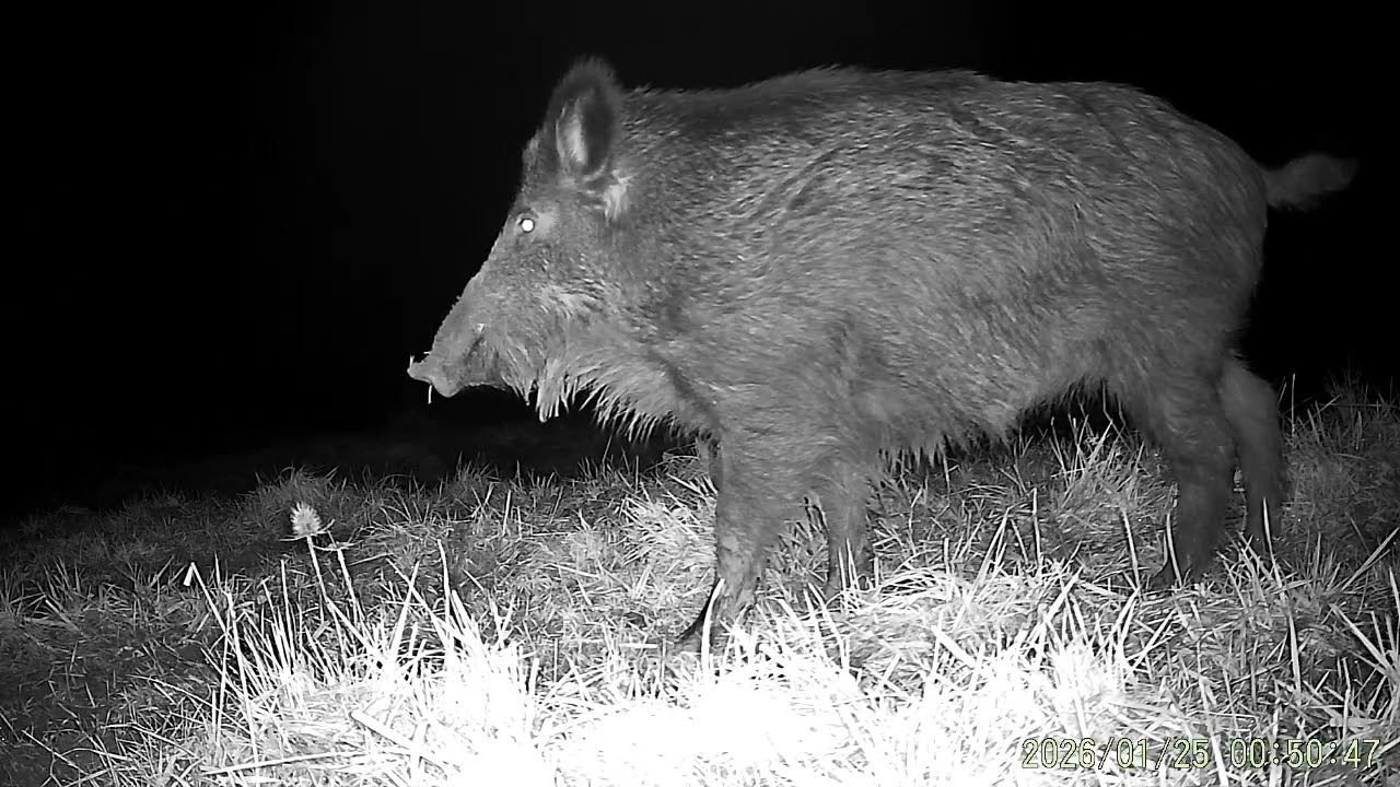 FAUNE SAUVAGE EN PLAINE DU VAL DE SAONE