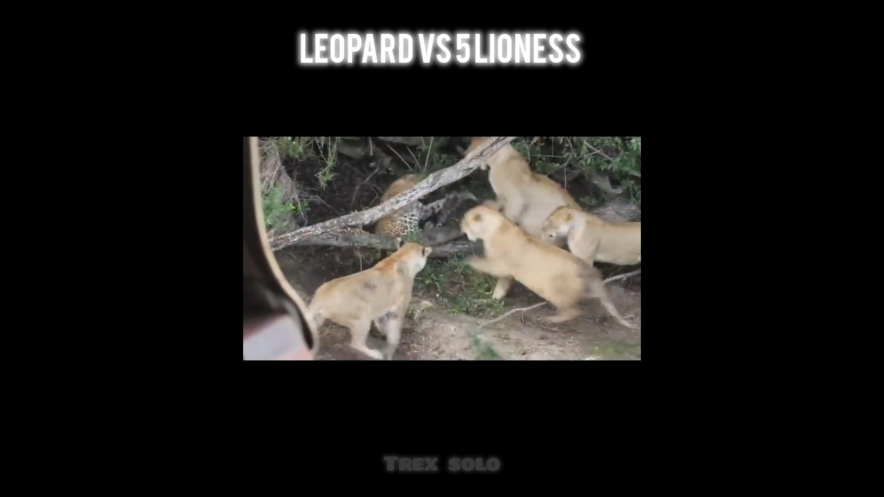 Leopard vs 5 lioness 