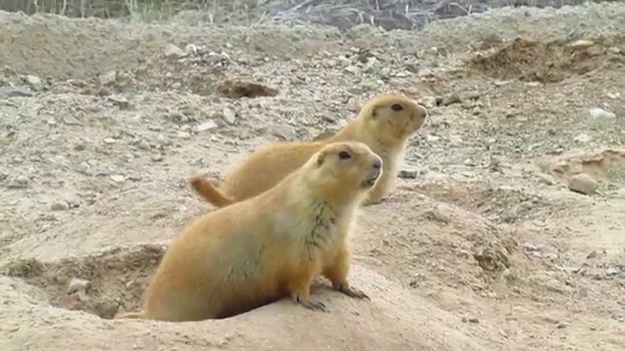 Prairie Dog Calling