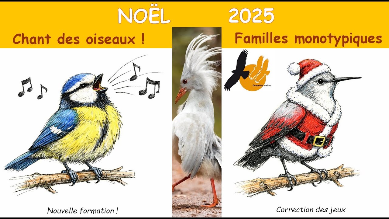 Introduction à la formation sur les chants d'oiseaux, correction du jeu de décembre et joyeux Noël