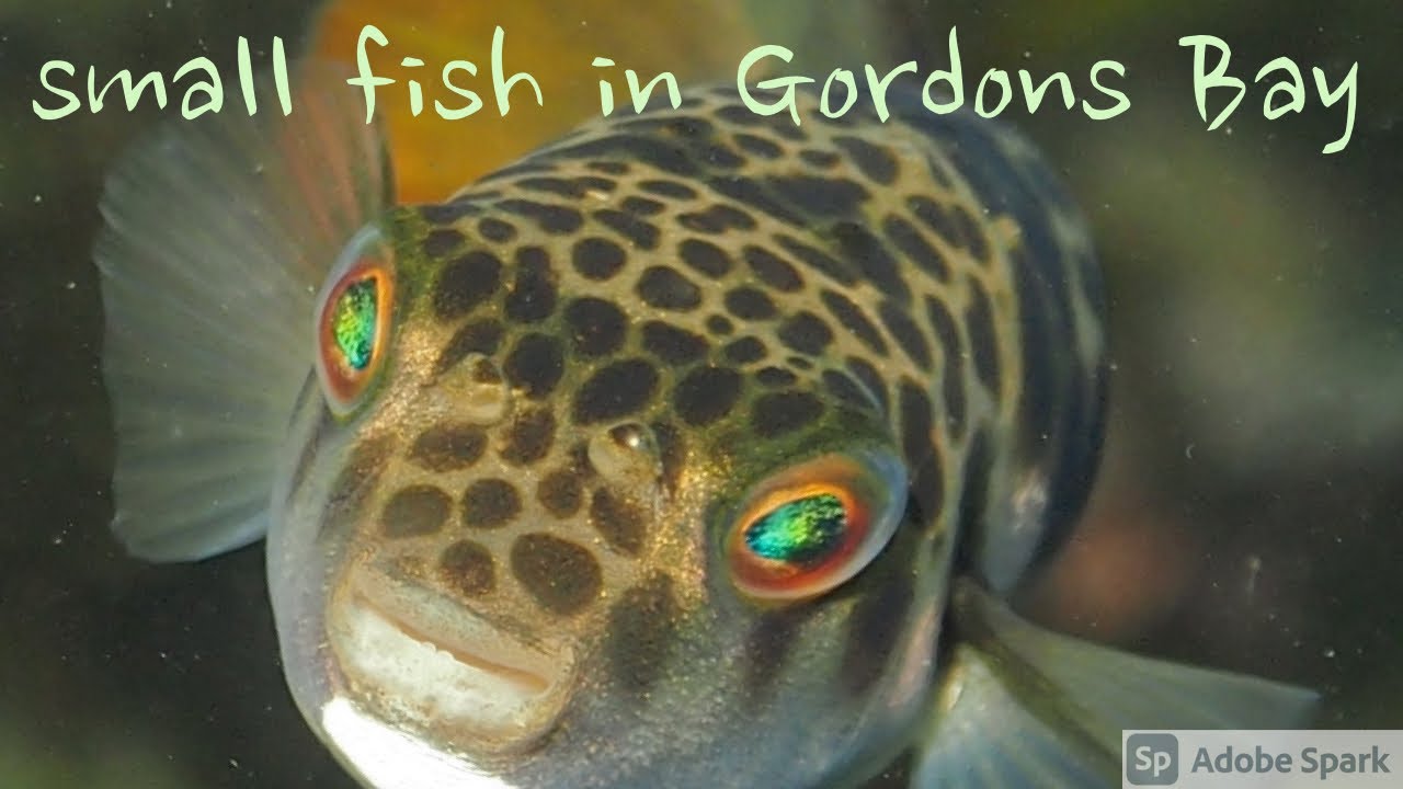 Small fish in Gordons Bay