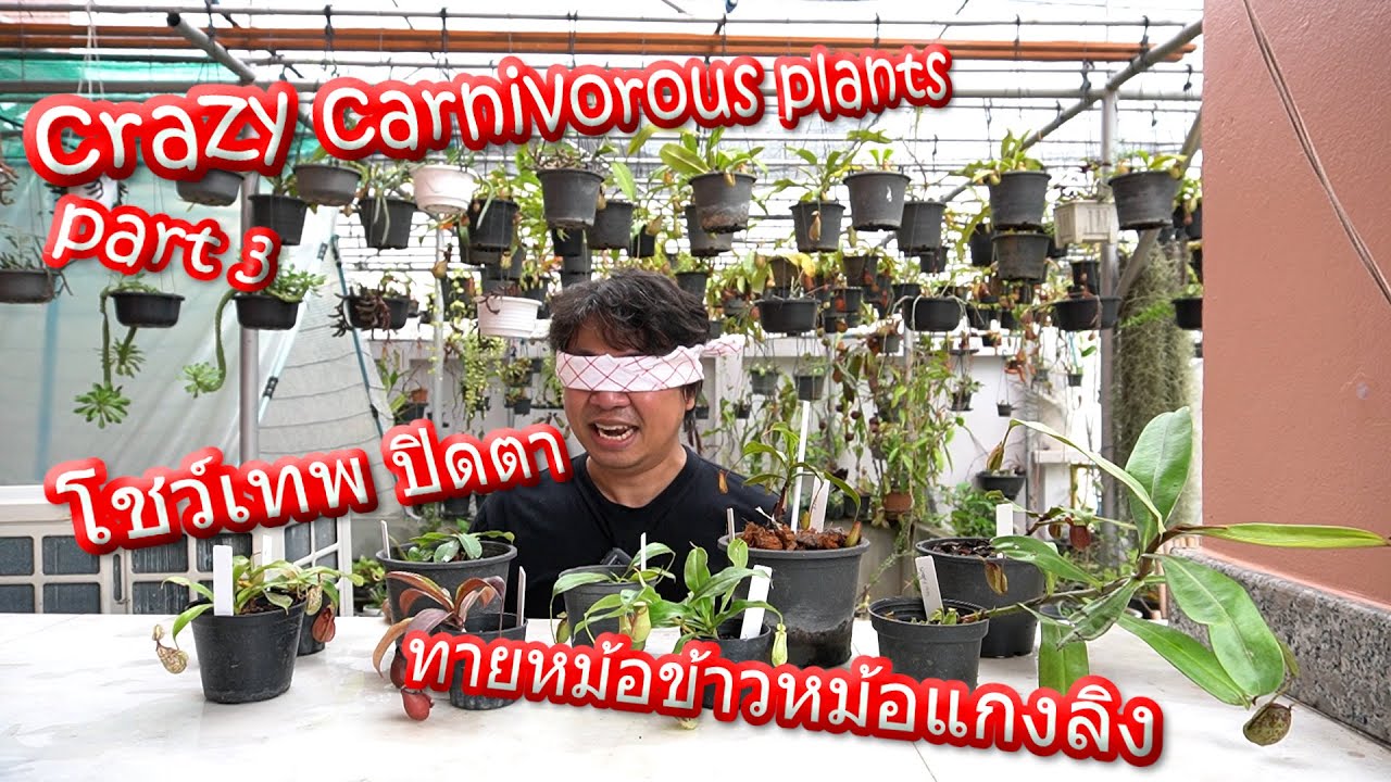 เกรียนไม้กินแมลง ตอนที่3 โชว์เทพปิดตา ทายหม้อข้าวหม้อแกงลิง (Crazy carnivorous plants part3)