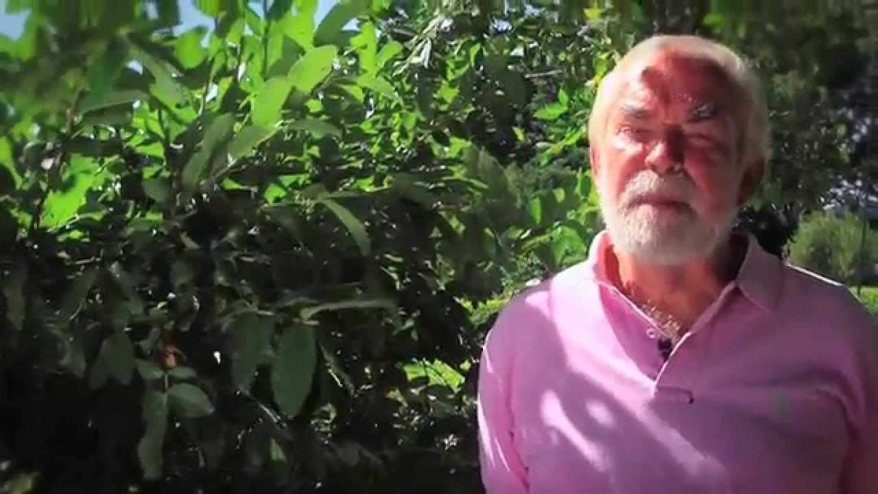 Producción de Guayaba Mexicana