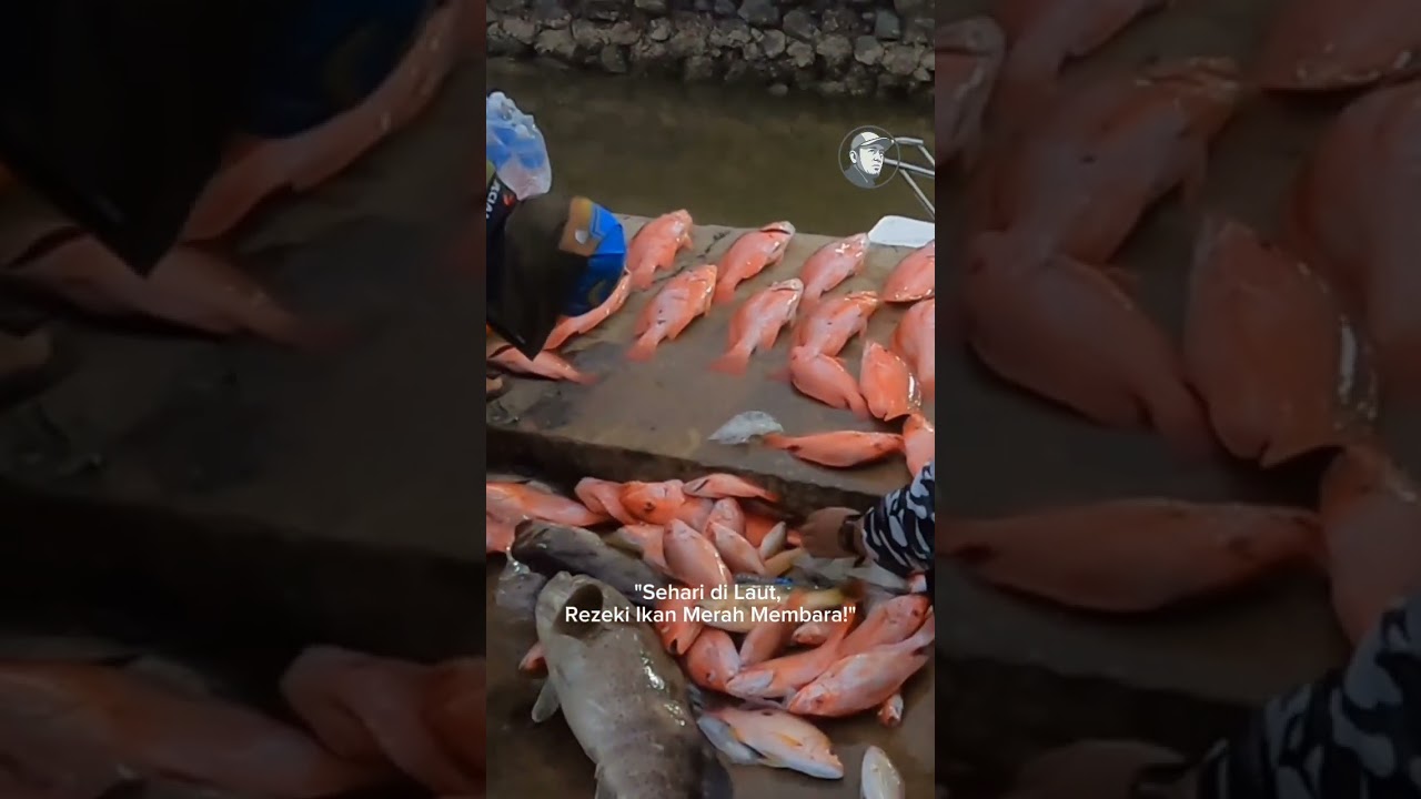 Sehari di laut, strike ikan merah padu#MancingIkanMerah#StrikePadu#LautDalam#FishingTrip#C#IkanMerah