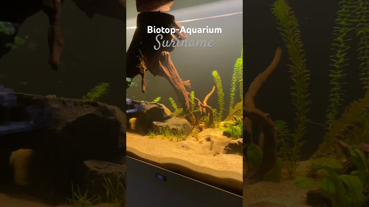 Biotop-Aquarium &bdquo;Suriname&ldquo; - Tag 16: Nitrit bei 0,0 #aquarium #skalar #geophagus #s&uuml;damerika