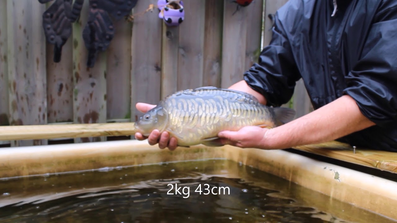 Beelden van mijn eigen vissen (karpers)