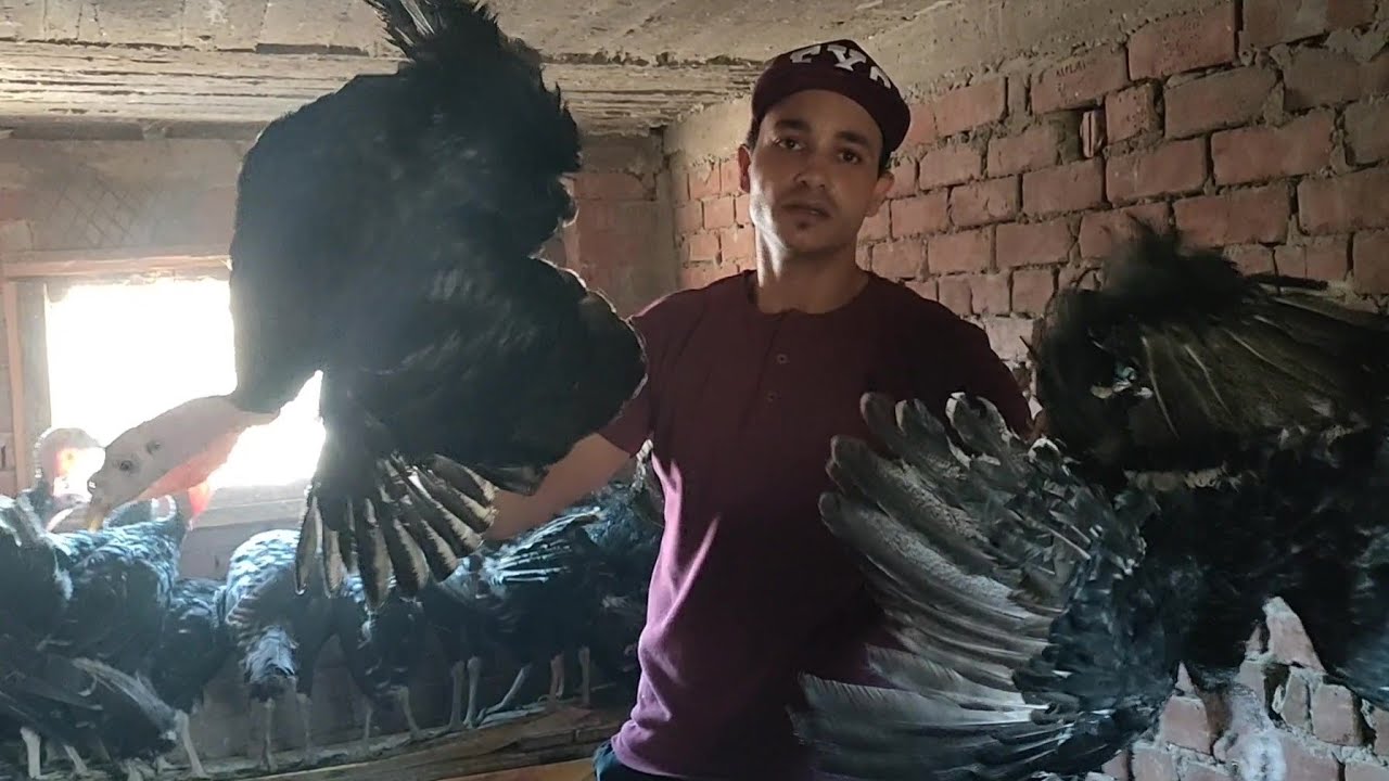 أسرار المهنة في مشروع تربية الديك الرومي (بيبي) مشروع مربح جدا ولكن............⛔