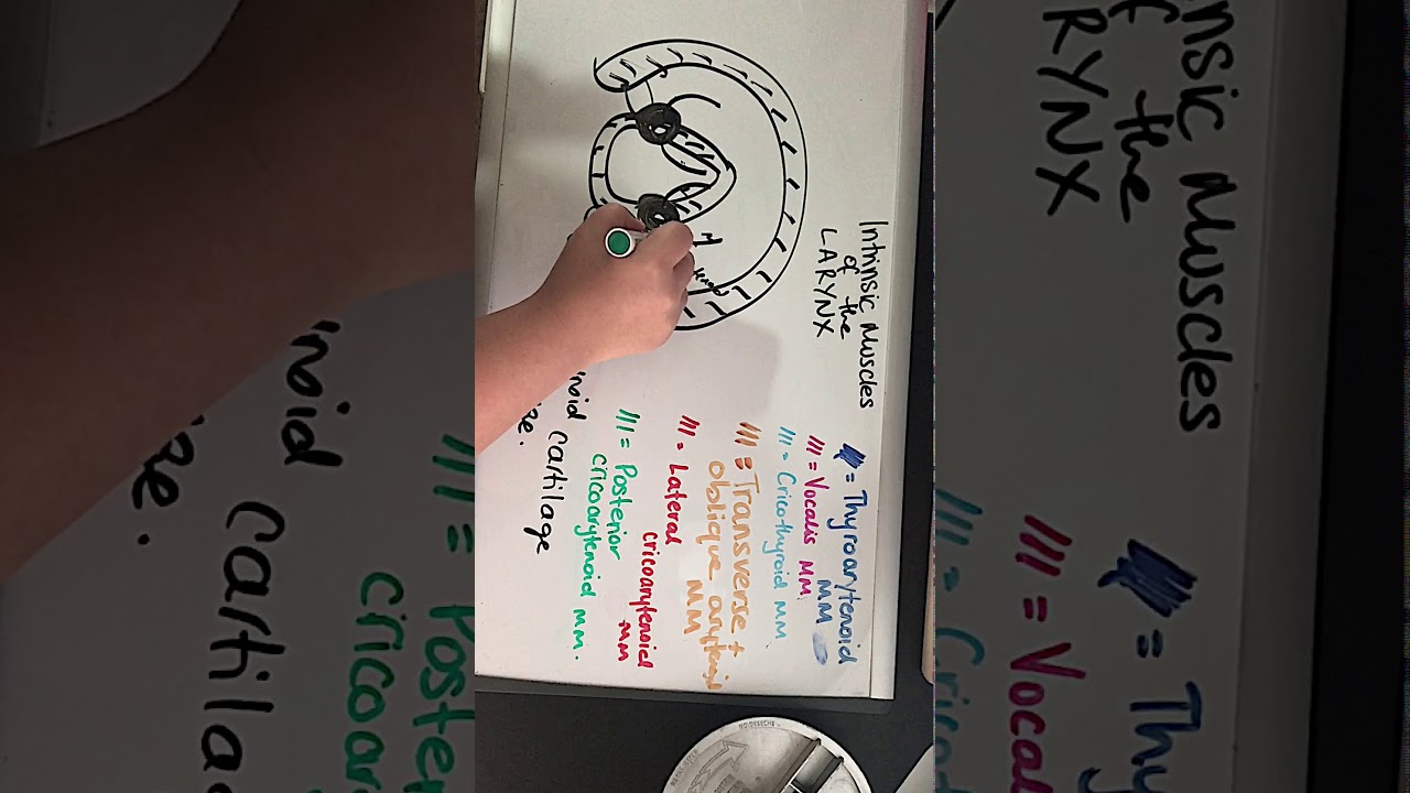 Intrinsic muscles of the larynx