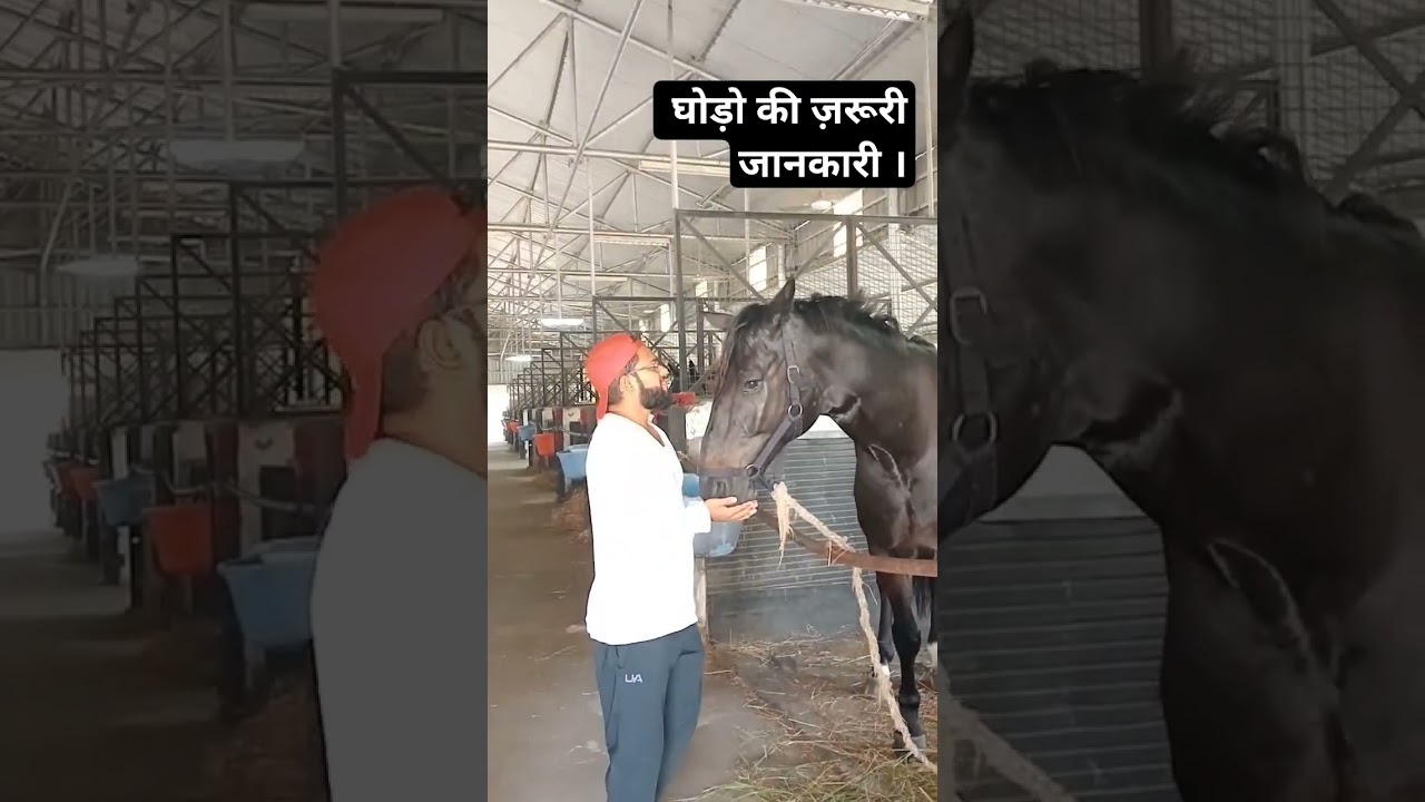 fact about thoroughbred horse ||sakab stud farm bhopal(SKB)||#horse #horselover #horsepower #youtube