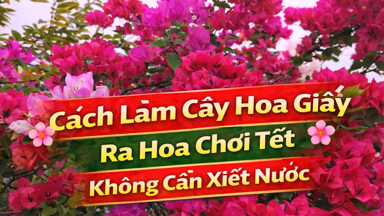 Cách Làm Cây Hoa giấy Ra Hoa Chơi Tết Không Cần Xiết Nước