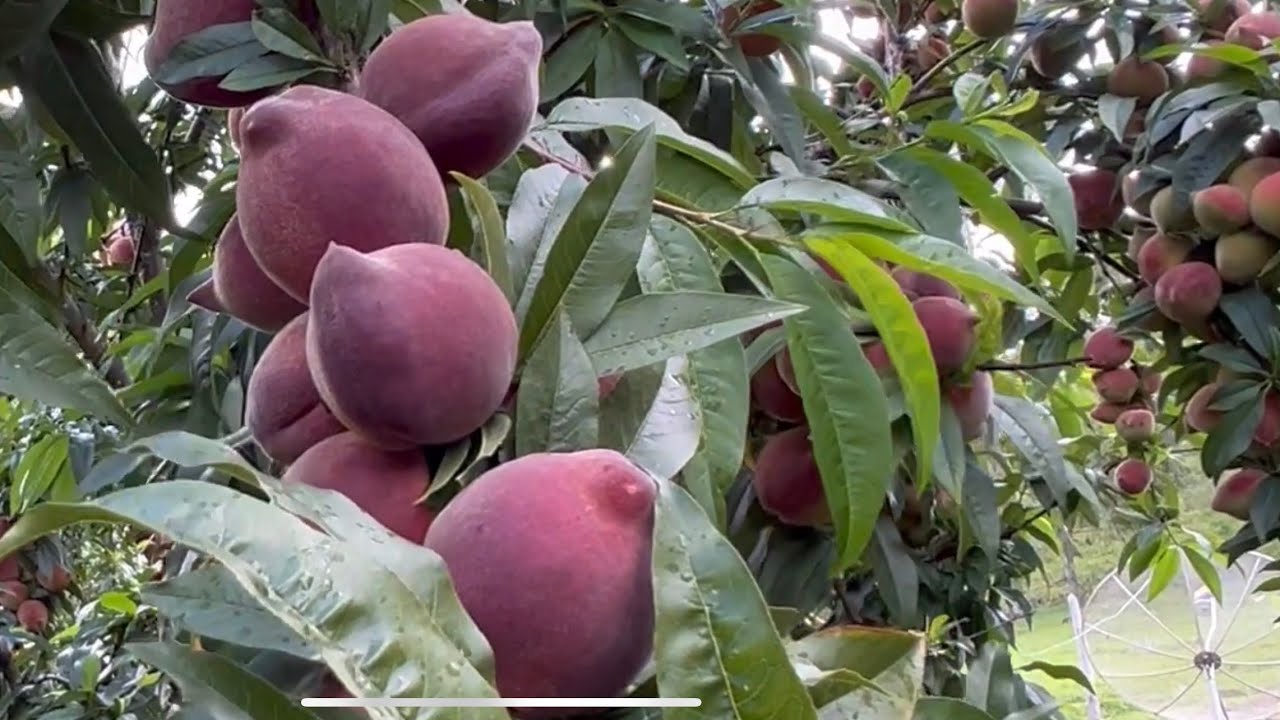 DOCE DE PÊSSEGO A MODA ANTIGA.