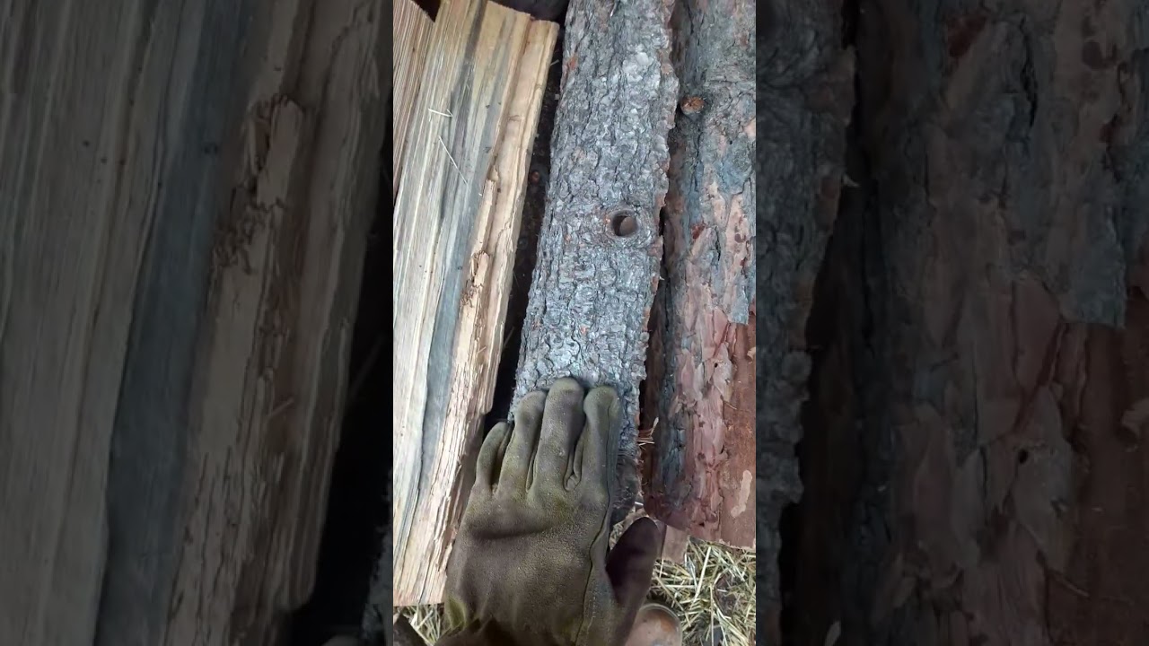 Common firewood in the Northwest