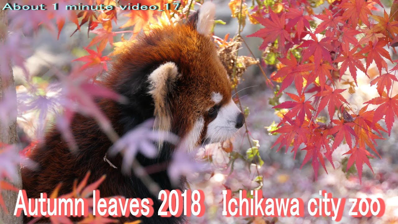 【Red panda レッサーパンダ】Autumn leaves at Ichikawa city zoo 2018 About 1 minute video_17