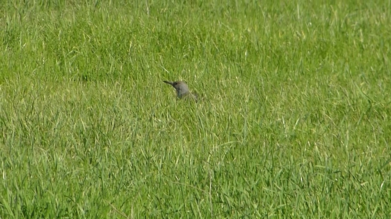 Red-Shafted Northern Flicker
