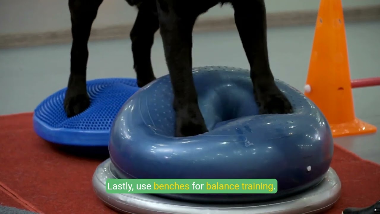 Mastering K9 Agility  Urban Training Techniques for Your Dog