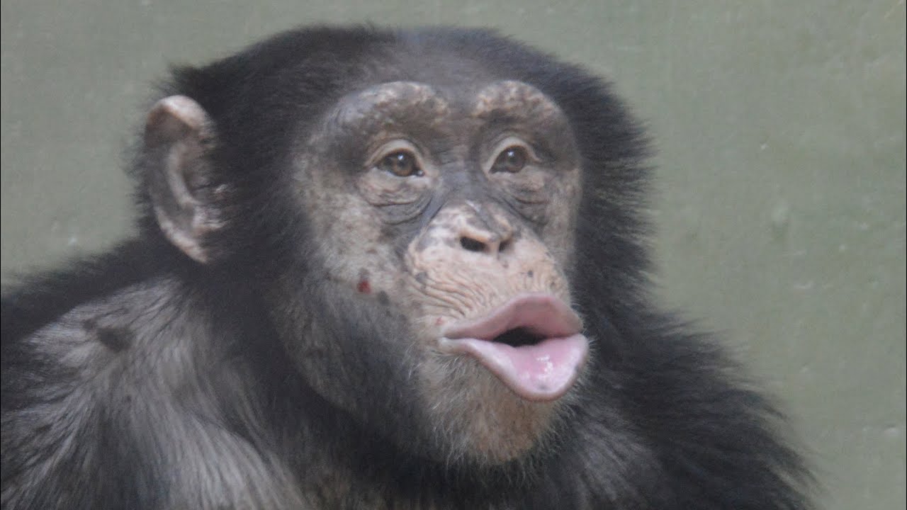 A tense afternoon at the CPH chimp house