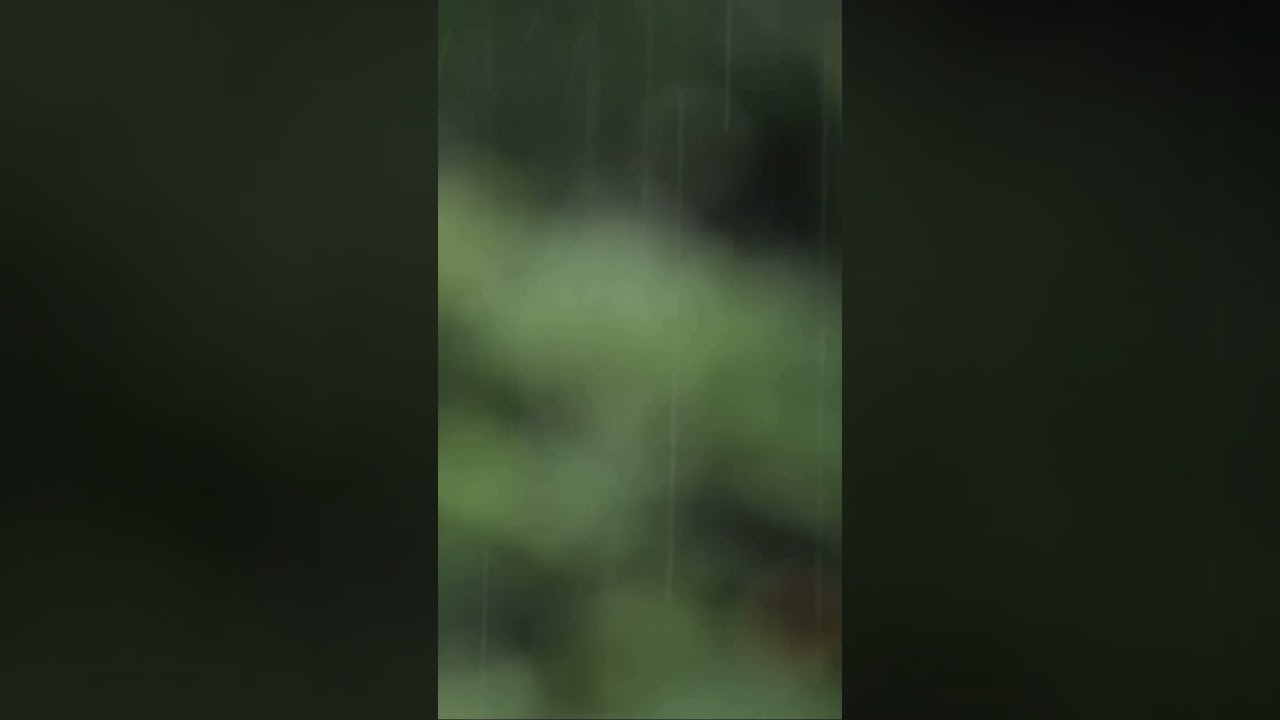 The calming sound of rain        #calmingaudio #rainsounds #relaxingrain #sleepsounds #studysounds