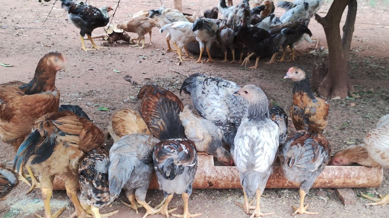 Mais um dia de rotina falando sobre os cuidados com as aves #@Criatorio GSB Linda Vista.