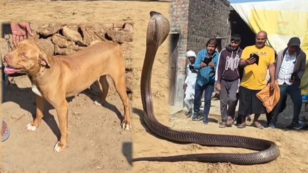 घर की कुतिया ने निभाई वफादारी, बाल-बाल बची मालिक की जान /// स्नेकमैन हरियाणा 9255130130