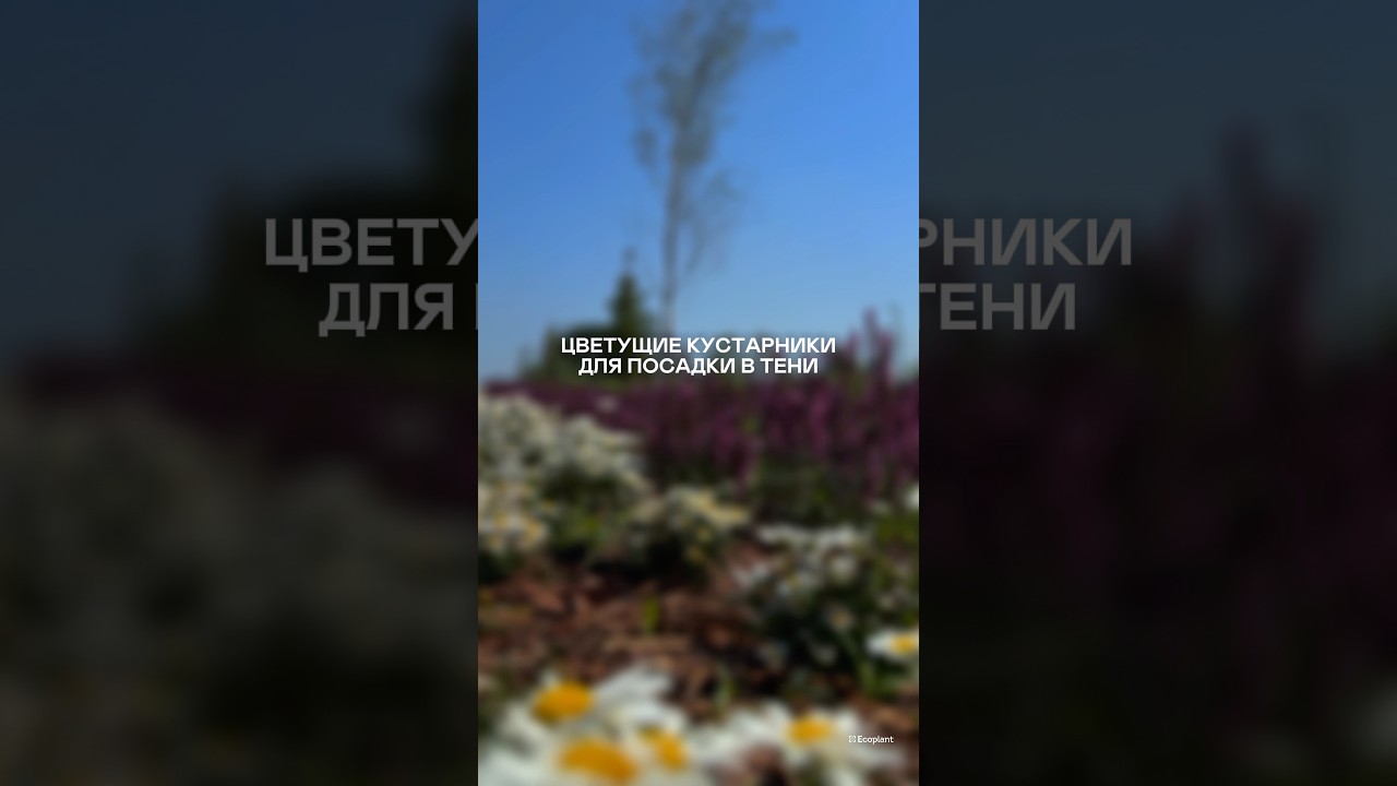 ЭТИ растения спасут тенистый участок🌳✨