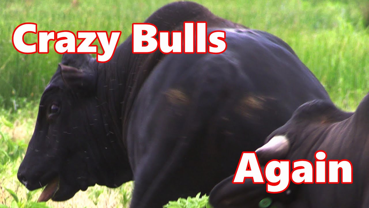 Mashona Bulls Displaying Their Masculinity