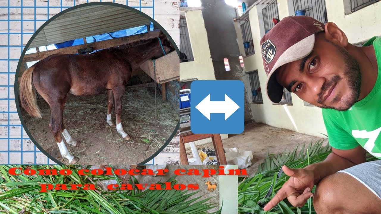 Como colocar capim para cavalos ( Dia dia na roça Rancho dos Farias) #vidanaroca #
