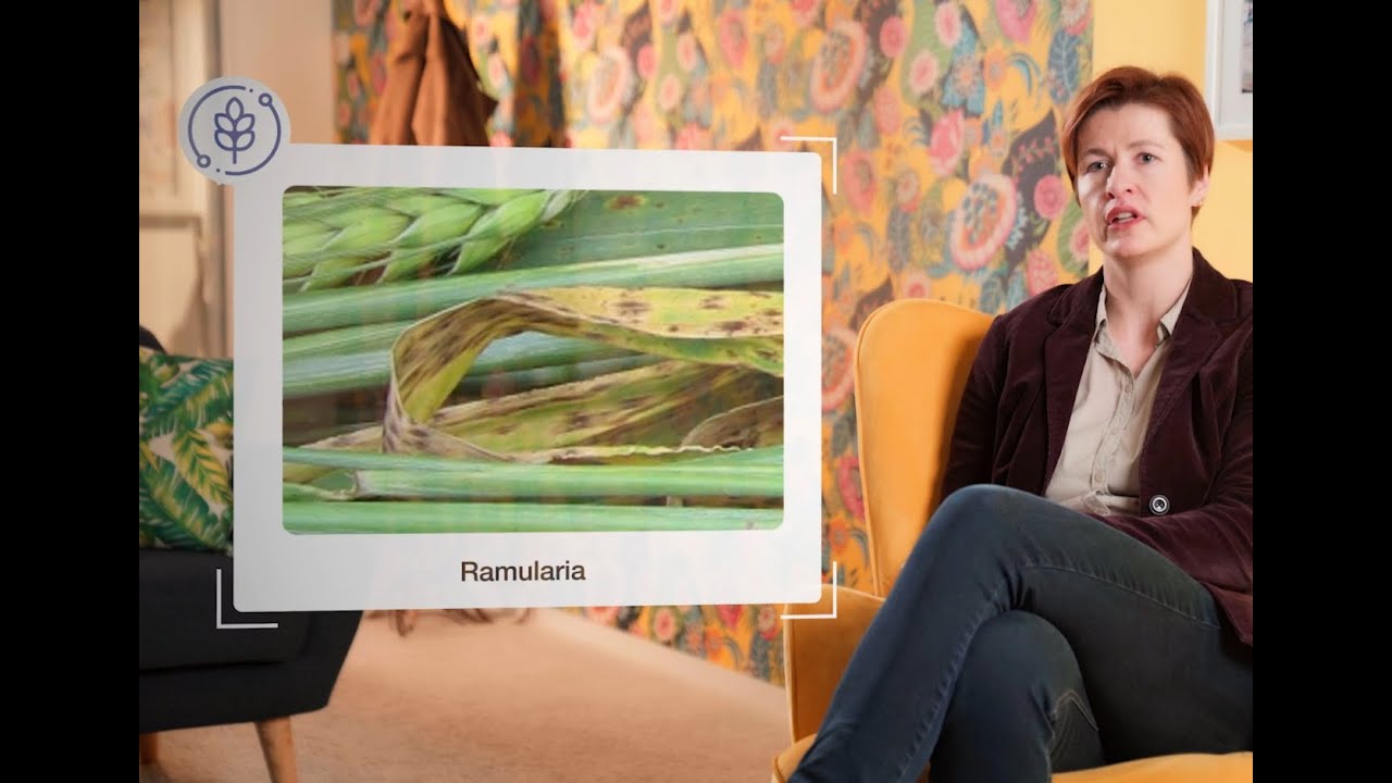 Syngenta Expertengespräch | Fungizideinsatz im Getreide | T2