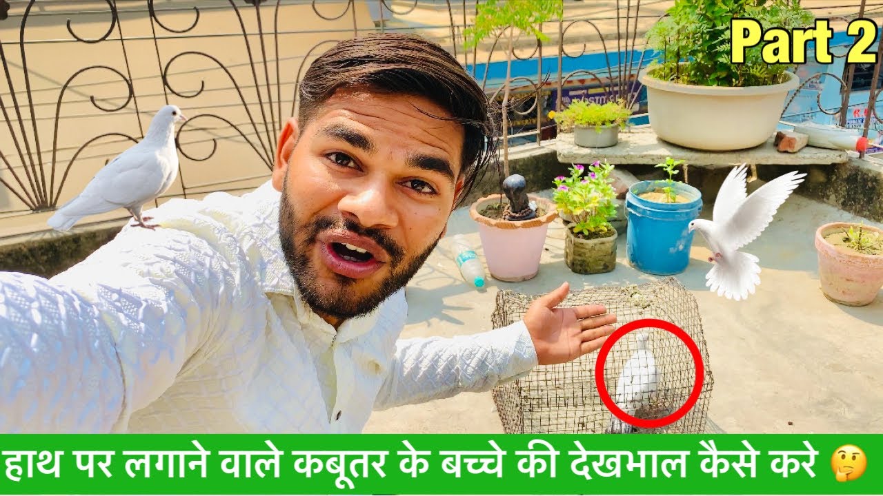 हाथ पर लगाने वाले कबूतर के बच्चे की देखभाल कैसे करे 🤔 kabutar ko bike par kasie udaya 😃