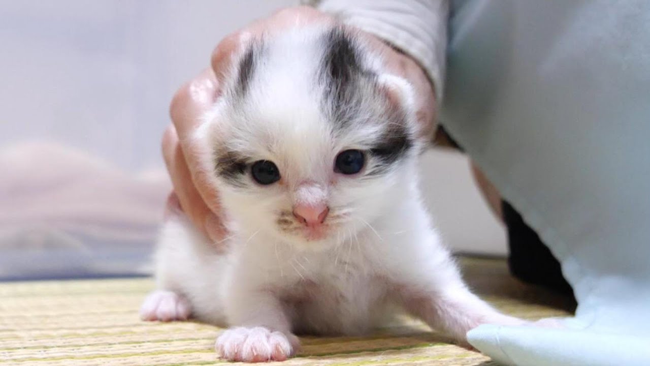 Котята мило мяукают, требуя молока [котята, спасенные кошки]