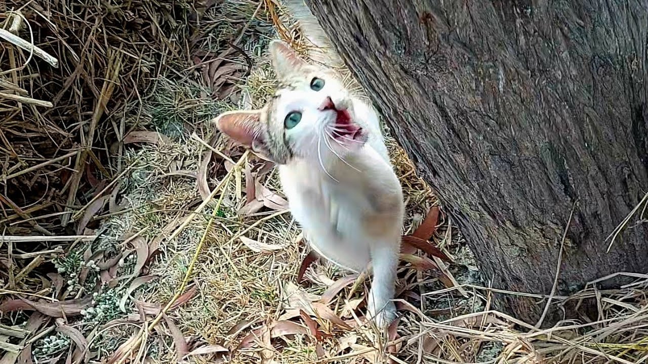 KITTENS MEOWING VIDEOS || Funny Cat Videos 2025 #catvideos #funnycatvideos #funnyanimals #FunnyCats 