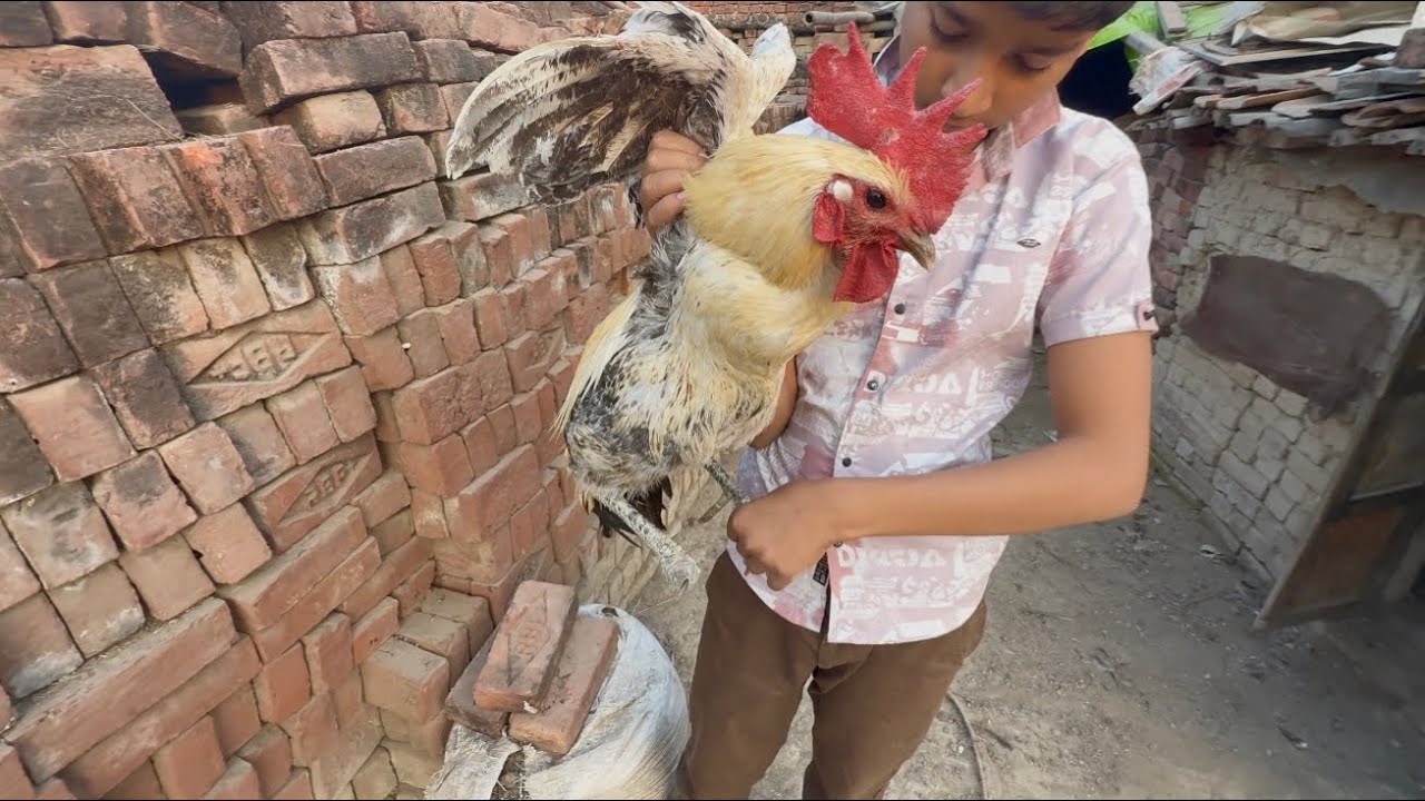 Murge ka leg cut gya 🥹 maanjha se 🙀
