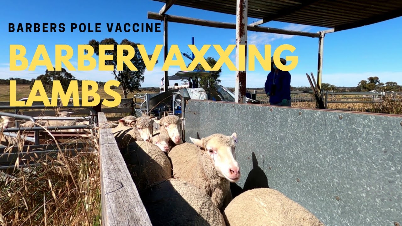 Vaccinating Lambs for Barbers Pole Worm