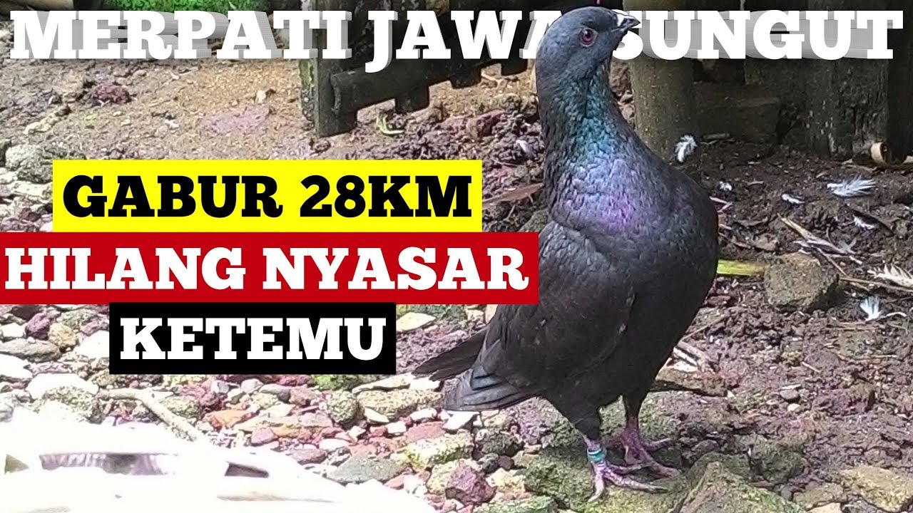 MERPATI JAWA KETEMU SETELAH HILANG 3 MINGGUAN || VLOG MERPATI JAWA