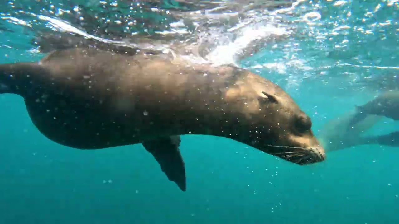 Sea Lions and Divers Underwater | Incredible Ocean Life 4K