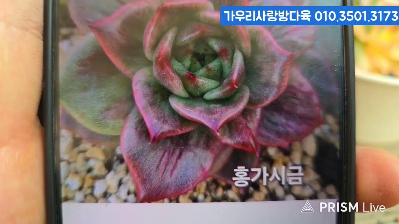 (3.11.수) 가우리사랑방다육 #금다육 #식물 #흙 #라이브 방송
