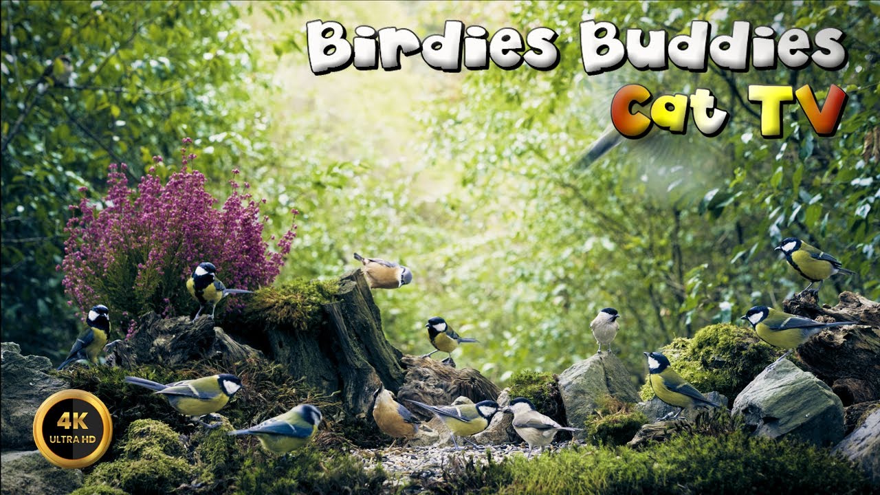 Cat TV for cats to watch 🐈 -  LITTLE FOREST NEIGHBORS WITH WINGS 🦜🌿 (4K)