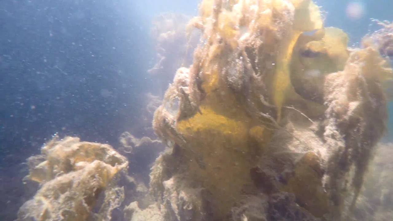 The under water world of fisherman's cove harbour eastern passage