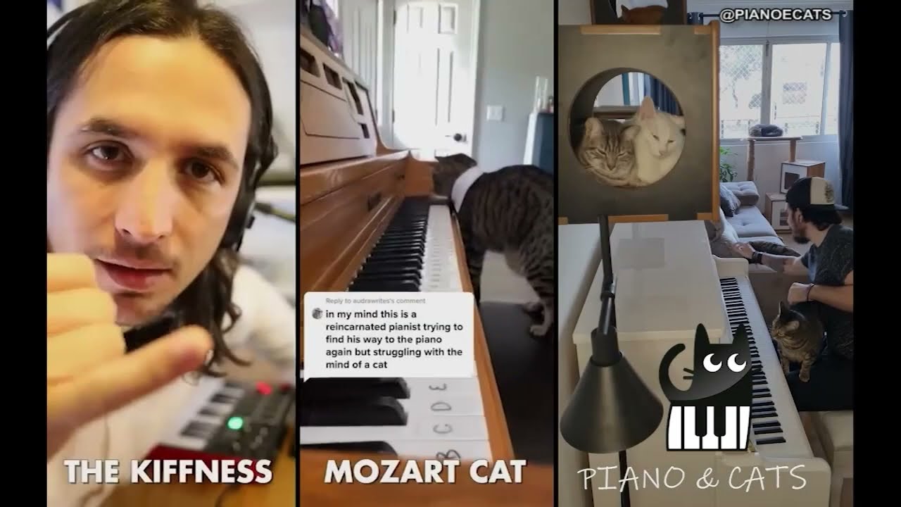 The Kiffness x Mozart Cat x Piano & Cats