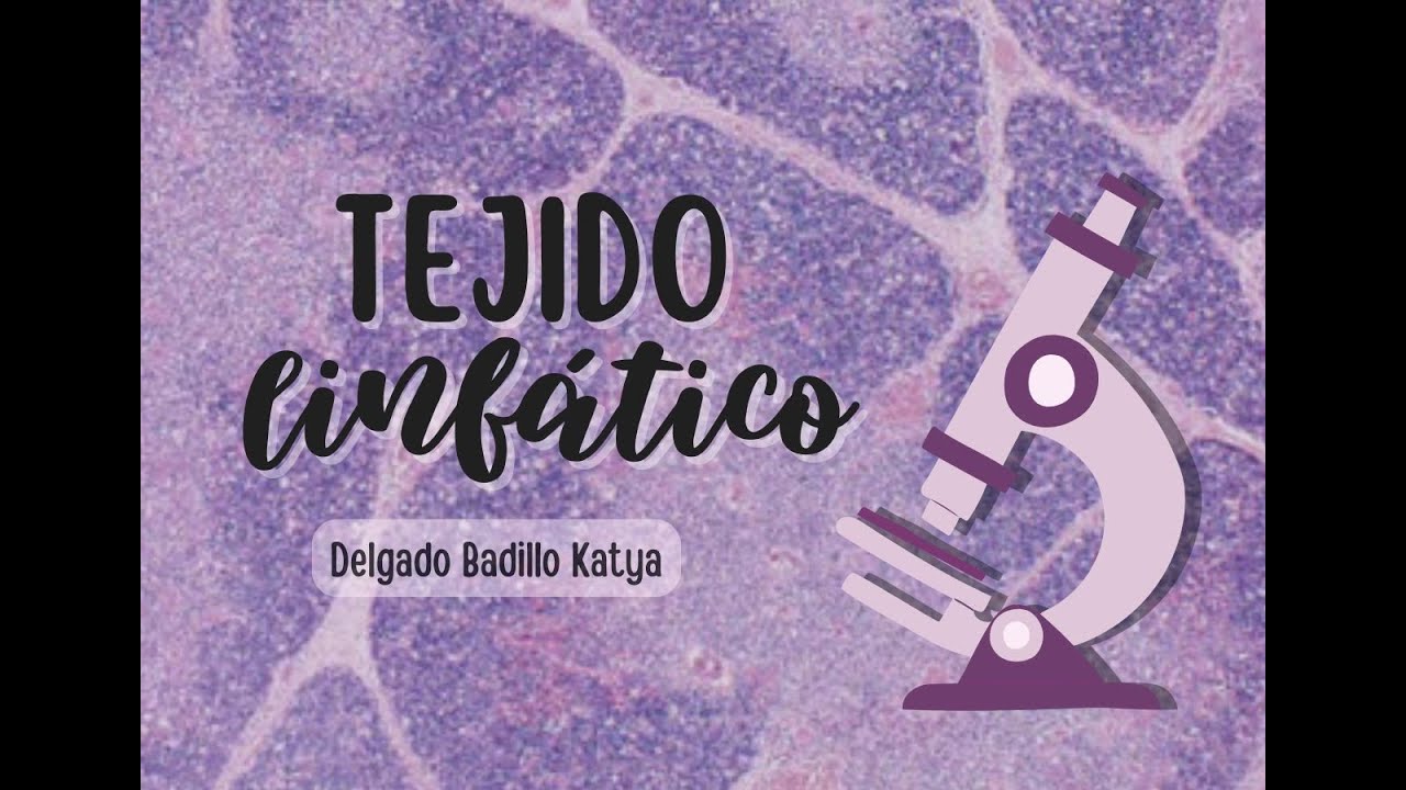 Tejido Linfático (Dra. Katya Delgado) - its.histology